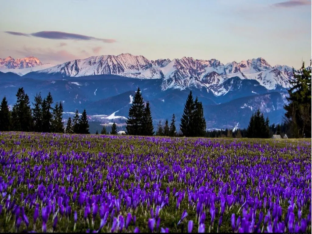 Bed and breakfast Marina Zakopane Couette-café